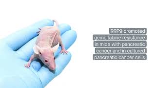 The protein RRP9 promotes gemcitabine resistance in pancreatic cancer by activating the AKT pathway [upl. by Ahseki277]