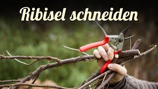 Johannisbeeren Ribisel schneiden 🍈 Beerensträucher pflegen [upl. by Cenac]