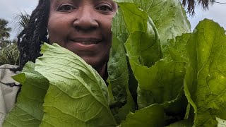 One of my favorite mustard green recipes  easy recipe for any fast cooking greens [upl. by Drud963]