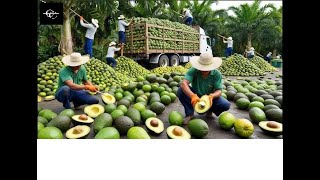 Mega Avocado Factory Processing millions of avocados with modern technology [upl. by Desi89]