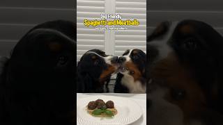 Dog Friendly Spaghetti and Meatballs Recipe 🍝 [upl. by Nomit]