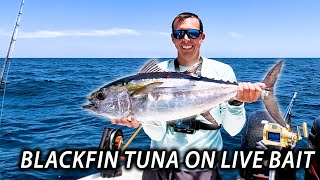 Slow Trolling Live Baits for Blackfin Tuna in North Florida [upl. by Zsolway951]