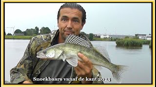 Snoekbaarzen vanaf de kant 2023  Vissen op snoekbaars met shads [upl. by Nudd]