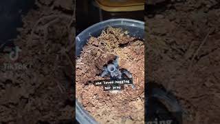 Tliltocatl vagans Tarantula feeding Tarantula Exotic [upl. by Tace]