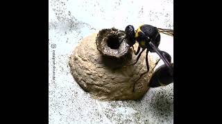 Wasp Creating A Nest Footage [upl. by Tami]