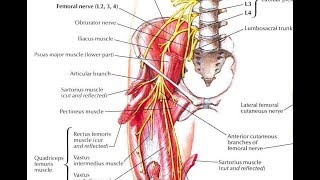 How and why to strengthen the pectineus and its implication in various hiprelated disorders [upl. by Nerac]