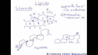 98 Lipids Nonsaponifiable Lipids Part 2  Steroids [upl. by Okimuk]