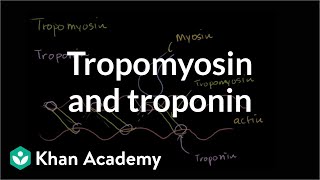 How tropomyosin and troponin regulate muscle contraction  NCLEXRN  Khan Academy [upl. by Orling]