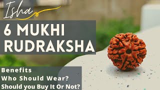 6 mukhi Rudraksha benefits  Isha life Shanmukhi Rudraksha Review [upl. by Lleznov]