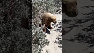 Sea Lions playing amp roaming at Seal Bay Kangaroo Island South Australia sealions kangarooisland [upl. by Otsuaf887]