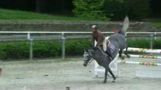 ♂ Cassius du Ry jumping stallion HOLST by Cassini I [upl. by Bonn]