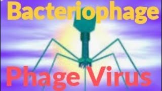 structure of bacteriophage bacteriophage phagevirus [upl. by Aynom]