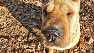 Discover Fun Activities for Your Chinese SharPei [upl. by Shadow505]