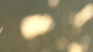 Original dappled light video source video [upl. by Dewar]