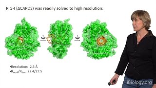 Anna Marie Pyle Yale UHHMI Part 3 RNA Helicases and RNAtriggered Signaling Proteins [upl. by Ennasirk]