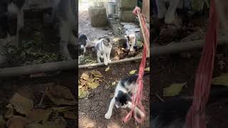 CHIMO AND HIS FOLLOWERS😅 cat kucingbikinngakak funny tingkahkucinglucu shortvideo catfunny [upl. by Oicnanev]