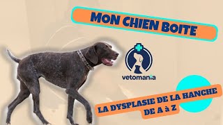 MON CHIEN BOITE  LA DYSPLASIE DE LA HANCHE DE A à Z [upl. by Ressler]