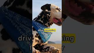 🐶🏠 Dalmatian Secrets 5 Facts you might missed 🐾✨ dalmatian facts shorts [upl. by Trauts454]