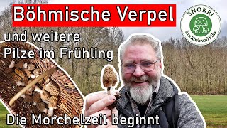 Die Verpeln sind da  Pilze der Morchelzeit  weitere Frühlingspilze 2024 [upl. by Tada]