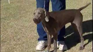 Weimaraner German Hunting Dog [upl. by Hagen]