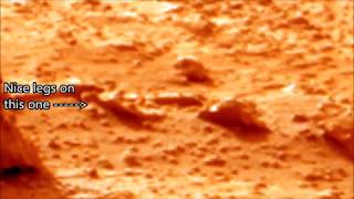 Rodents Move on Mars  15 Days Later  SD1 [upl. by Aira965]