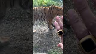 TIGER SHOW  HARIMAU TAMAN SAFARI INDONESIA [upl. by Hnilym162]