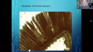 Fish disease case nr 277 Rasbora kalachroma with parasitic worm infection and a bacterial infection [upl. by Atinod]