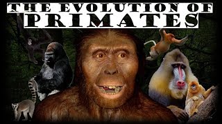 The Evolution of Primates 🦍 [upl. by Miah]