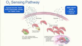 Testing Strategies for Evaluating Patients with Hereditary Causes of Erythrocytosis [upl. by Lihkin]