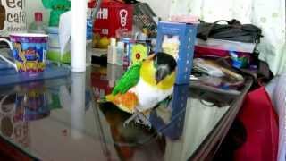 Black headed caique Gei Geis trick Part 1 [upl. by Mulligan890]