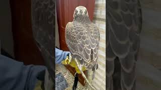 Pure white peregrine dubai birds dubai falconery [upl. by Peppi]