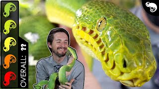 Emerald Tree Boa The Best Pet Snake [upl. by Dearman416]