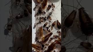 German Cockroach Life Stages pestcontrol [upl. by Damiano]