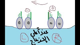 Physiology of Vestibular system  dr Atef  The Balance معجزة التوازن [upl. by Artek]