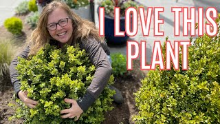 Planting Boxwoods Fertilizing the Yew Hedge and Thinning the Snapdragons [upl. by Lesly]