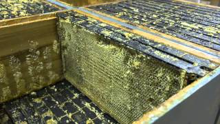 Manuka Honey Extraction NZ Honey [upl. by Hamlen]