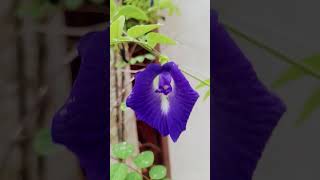 Bluetarnet shortvideo flowers shortsviral [upl. by Nerek]