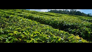 TEA GROWING IN UGANDA [upl. by Tlaw273]