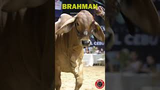 LA MEJOR RAZA DE GANADO BRAHMAN PURO brahman ganado cebu rancho campo [upl. by Ecnerual]