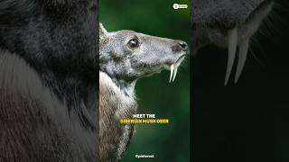 The Vampire Deer  Siberian Musk Deer shortswildscape [upl. by Morocco408]