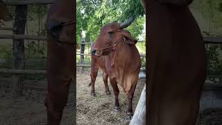 Brahmans Cow Brahmans Farm [upl. by Leirea]