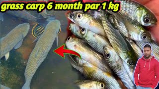 grass carp fish farming in pond  seed stocking and culture  fish growth  big carp fish fishinfo [upl. by Leunamme]