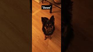 Down This This Lets try this chodskypes dogtraining [upl. by Adnoluy]