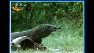 Komodo Dragon  Fauna Clips [upl. by Cusack]