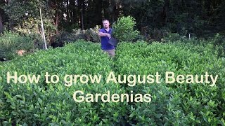 How to grow August Beauty Gardenia with a detailed description [upl. by Tibbitts]