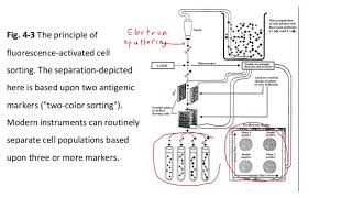 CH411314Fluorescence Activated Cell Sorting FACS [upl. by Hildie21]