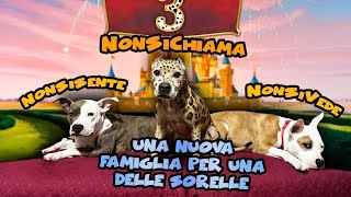 Una nuova famiglia per il cane pirata 😃 [upl. by Rico]