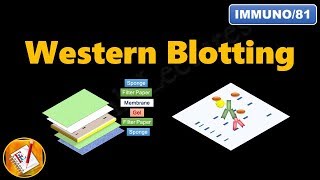 Western Blotting Immunoblotting  Principle and Complete Procedure Explained  FLImmuno81 [upl. by Anelac757]