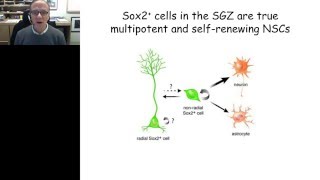 Fred Gage  Regulation and Function of Neurogenesis in the Adult Hippocampus [upl. by Eelytsirk645]