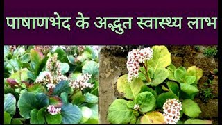 Amazing Health Benefits Of Pashanbhed Indian Coleus  Plectranthus Barbatus [upl. by Rosenberg]